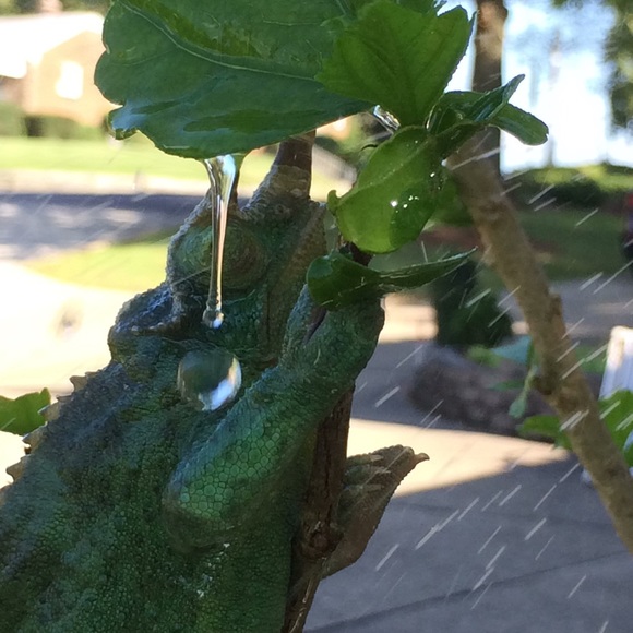 Meet your Posher, Diane & pals! 🦎Babies in video are 6 weeks old as of 12/1/22 - Picture 3 of 6